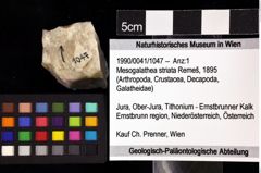 Foto (Objket + Etiketten) von Mesogalathea striata (Remeš, 1895) 